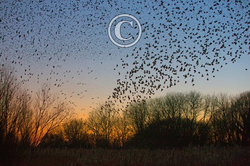 Starlings over Boughton Fen  DM1822
